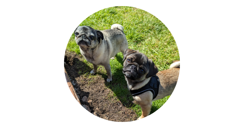 Puglet Digital - Moya & Fen