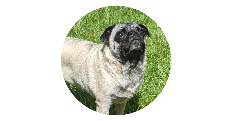 Tali - Puglet Digital